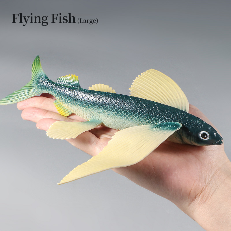 Ocean Marine Animal Underwater - Kids First Education recension och pris